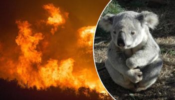350 koali zmarło w przerażających męczarniach. W telewizji o tym nie mówili