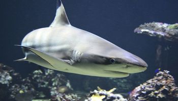 Chodzący gatunek rekinów odkryty w Indonezji