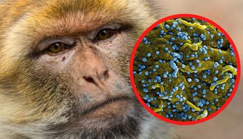 Małpy zostały zarażone koronawirusem