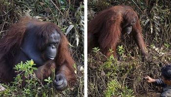 Orangutan chciał ratować człowieka