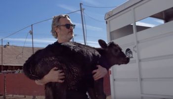 Joaquin Phoenix uratował krowę i cielę. Zrobił to dzień po Oscarach