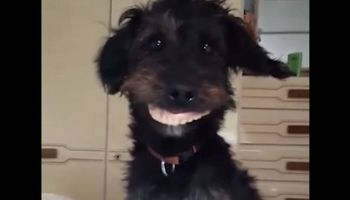 Pies ukradł protezę właściciela
