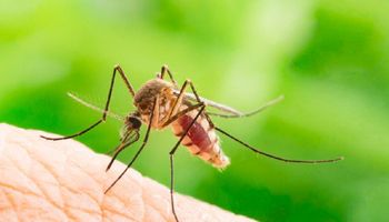 Plaga komarów w Warszawie