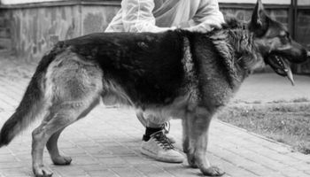 Śmierć psa zakażonego koronawirusem. To pierwszy taki przypadek na świecie