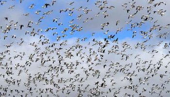 Tysiące zakażonych ptaków leci w kierunku Polski. Minister wydał ostrzeżenie