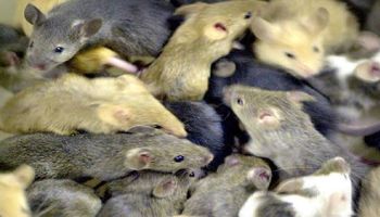 Plaga myszy w Australii