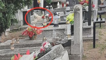 Biszkopt już od dwóch lat mieszka na cmentarzu. Bez przerwy czuwa przy grobie