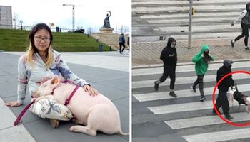 W centrum Warszawy porwano świnkę