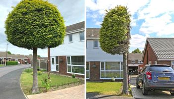 Sąsiedzi drastycznie rozwiązali „problem” z drzewem. Przecieli je idealnie w pół