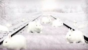 Ile królików jest na zdjęciu?