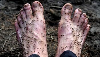 Komary pożerają ludzi żywcem