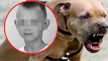 Pitbull zagryzł 12-latka. Rozprawę przerwano z powodu zachowania właściciela psa