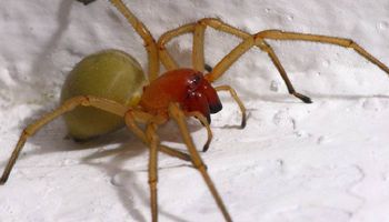 Groźne pająki atakują w Polsce
