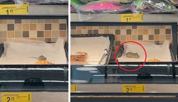Mysz na półce z pieczywem w Biedronce. Klient z przerażeniem nagrywał jej harce