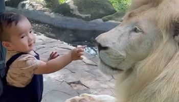 Dziecko chciało bawić się z lwem