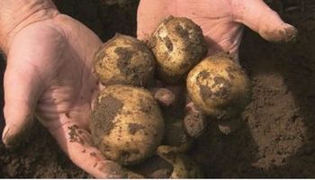 Gnijące ziemniaki zabiły rodzinę 8-latki