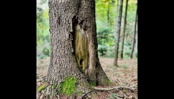 Tajemnicza dziura w drzewie