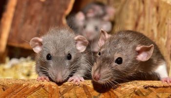 Plaga szczurów w Lublinie