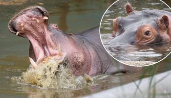 Hipopotam połknął dziecko w Ugandzie