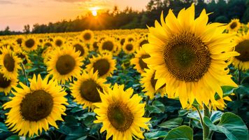 Najpiękniejsze pola słoneczników w Polsce 2026. Sprawdź, gdzie warto pojechać