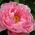 Peonia Peonia