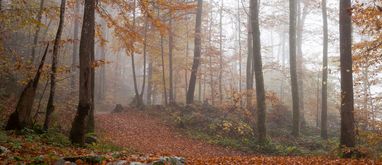 Działka leśna – czy można wybudować dom na działce leśnej?