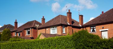 Rośliny wzdłuż ogrodzenia