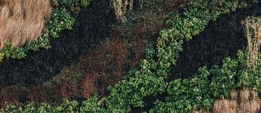 Ogród wertykalny - czym jest i jak go zaaranżować?