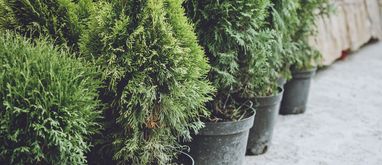 Jak dbać o choinkę w doniczce w domu? Czy możemy ją potem przesadzić?