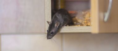 Jak pozbyć się szczurów i myszy z domu?