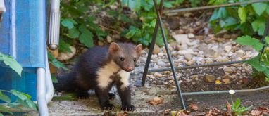 Po czym poznać, że w domu jest kuna?