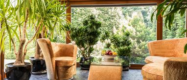 Rośliny do ogrodu zimowego