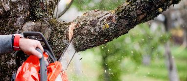 Wycinka drzew