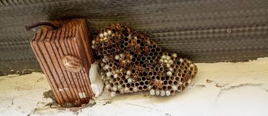 Jak pozbyć się gniazda os lub szerszeni?