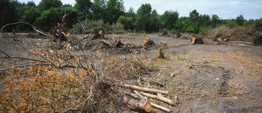 teren na którym trwa karczowanie działki pod dom