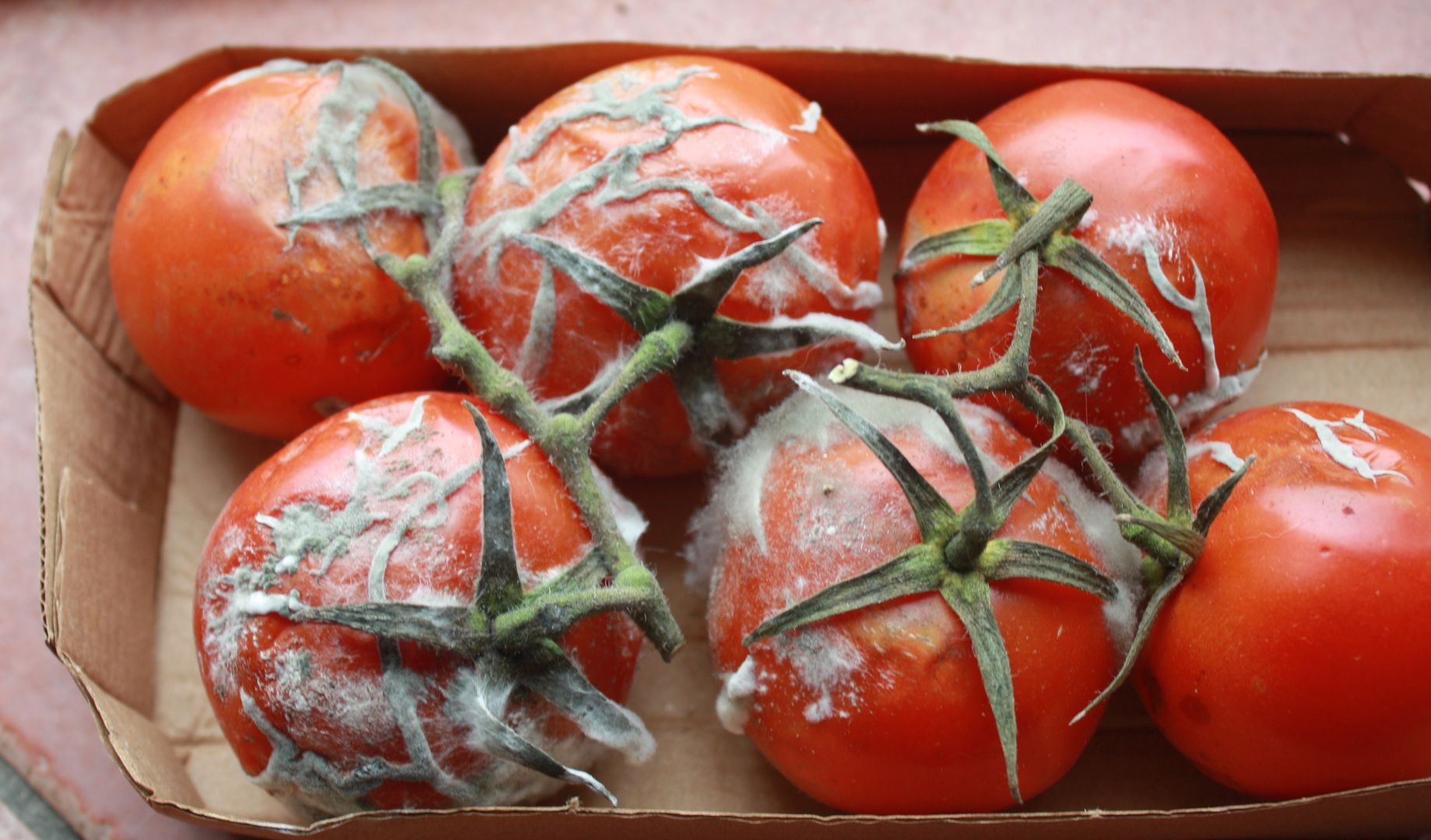 Grandpa's secret: Turning moldy tomatoes into garden gold