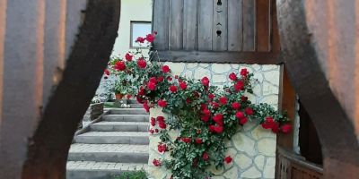 Casa de oaspeți Cifra Sâncraiu - foto 4