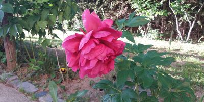 Casa Piscu Ioanei Poiana Mărului - foto 2