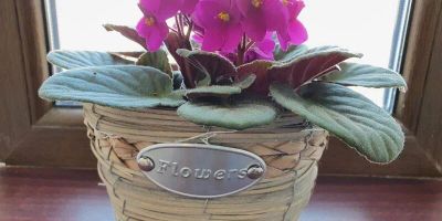 Apartament Smiley Flowers Sibiu - foto 4