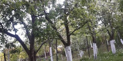 Vila Yanis Călimănești - foto 2