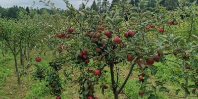 Agro Eko Zacisze Kęty - foto 2