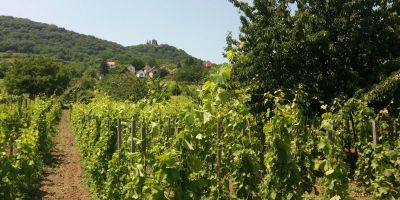 Somló Kincse Vendégház Doba - foto 4