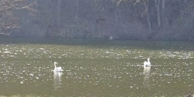 Akác Kuckò Hosszúpereszteg - foto 4