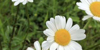 Kékcinke Vendégház az Őrségben Kercaszomor - foto 4
