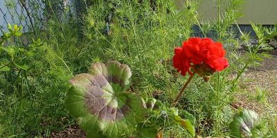 Lugas Apartman Vonyarcvashegy - foto 4