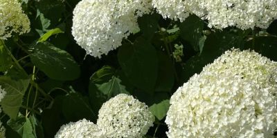 Örvényes Elizabet Üdülőház - foto 4