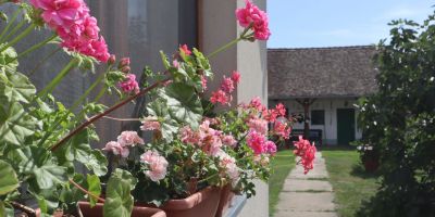 Koroknai Porta Báránd - foto 3