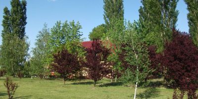 Páva Vendégház Mórahalom - foto 3