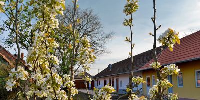 Rigófütty Vendégház Tiszaalpár - foto 2