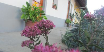 Rigófütty Vendégház Tiszaalpár - foto 3